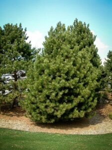 Сосна Чёрная (Pinus Nigra) купить по цене от 270.00р. в интернет-магазине «Посадика» с доставкой почтой в в Муравленкое и по всей России – [изображение №1].