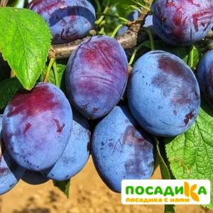 Слива Чачакская ранняя купить по цене от 229.00р. в интернет-магазине «Посадика» с доставкой почтой в в Муравленкое и по всей России – [изображение №1].