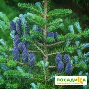 Пихта корейская (Abies koreana) купить по цене от 450.00р. в интернет-магазине «Посадика» с доставкой почтой в в Муравленкое и по всей России – [изображение №1].