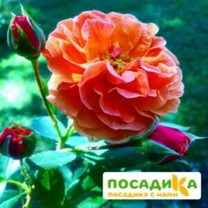 Роза Арабия купить по цене от 350.00р. в интернет-магазине «Посадика» с доставкой почтой в в Муравленкое и по всей России – [изображение №1].