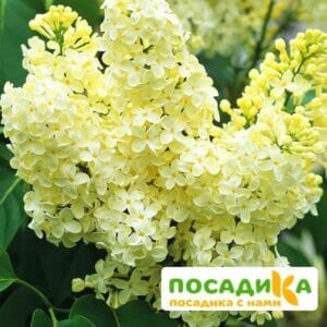 Сирень Примроуз (Primrose) купить по цене от 529.00р. в интернет-магазине «Посадика» с доставкой почтой в в Муравленкое и по всей России – [изображение №1].