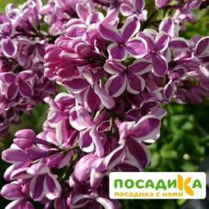 Сирень Сенсация купить по цене от 529.00р. в интернет-магазине «Посадика» с доставкой почтой в в Муравленкое и по всей России – [изображение №1].