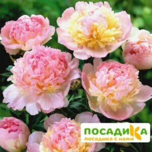 Пион Распберри Сандей (Paeonia Raspberry Sundae) купить по цене от 959р. в интернет-магазине «Посадика» с доставкой почтой в в Муравленкое и по всей России – [изображение №1].