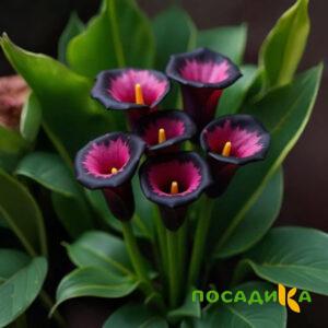 Калла Аура Лейс купить по цене от 400р. в интернет-магазине «Посадика» с доставкой почтой в в Муравленкое и по всей России – [изображение №1].