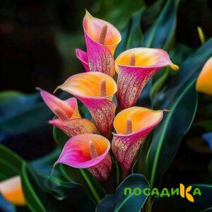 Калла Оникс купить по цене от 450р. в интернет-магазине «Посадика» с доставкой почтой в в Муравленкое и по всей России – [изображение №1].