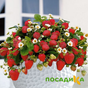 Клубника Рубиновый Шепот (горшечная) купить по цене от 240р. в интернет-магазине «Посадика» с доставкой почтой в в Муравленкое и по всей России – [изображение №1].