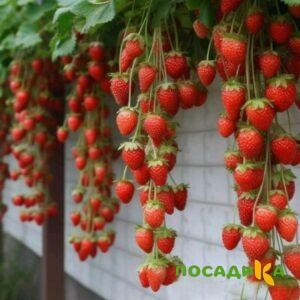 Клубника вьющаяся Комплимент купить по цене от 470р. в интернет-магазине «Посадика» с доставкой почтой в в Муравленкое и по всей России – [изображение №1].