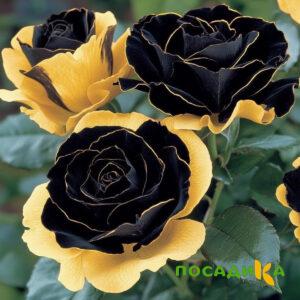 Роза Ханни Сикл купить по цене от 700р. в интернет-магазине «Посадика» с доставкой почтой в в Муравленкое и по всей России – [изображение №1].