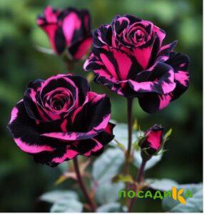 Роза Багровый Шепот купить по цене от 366р. в интернет-магазине «Посадика» с доставкой почтой в в Муравленкое и по всей России – [изображение №1].