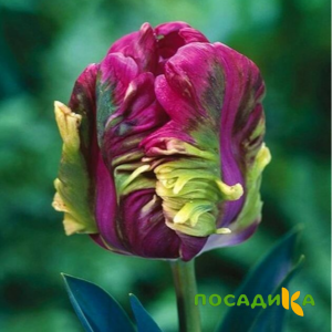 Тюльпан Экзотик Хэвен купить по цене от 186р. в интернет-магазине «Посадика» с доставкой почтой в в Муравленкое и по всей России – [изображение №1].