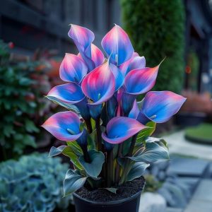 Калла Импрессия купить по цене от 590р. в интернет-магазине «Посадика» с доставкой почтой в в Муравленкое и по всей России – [изображение №1].