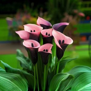 Калла Энигма купить по цене от 291р. в интернет-магазине «Посадика» с доставкой почтой в в Муравленкое и по всей России – [изображение №1].