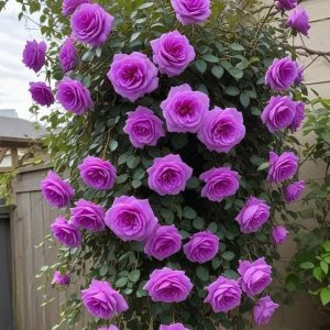 Роза Мистик Уайт купить по цене от 620р. в интернет-магазине «Посадика» с доставкой почтой в в Муравленкое и по всей России – [изображение №1].