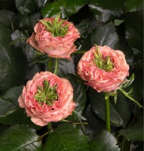 Роза Амбер Инчант купить по цене от 495р. в интернет-магазине «Посадика» с доставкой почтой в в Муравленкое и по всей России – [изображение №1].