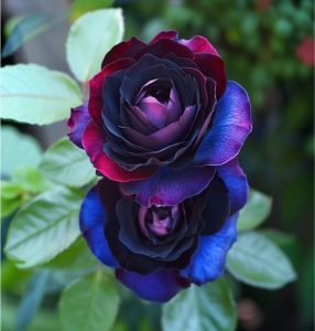 Роза Скарлет Рэвери купить по цене от 489р. в интернет-магазине «Посадика» с доставкой почтой в в Муравленкое и по всей России – [изображение №1].