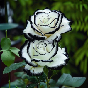 Роза Силк Ивин купить по цене от 319р. в интернет-магазине «Посадика» с доставкой почтой в в Муравленкое и по всей России – [изображение №1].