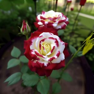 Роза Роял Глом купить по цене от 401р. в интернет-магазине «Посадика» с доставкой почтой в в Муравленкое и по всей России – [изображение №1].