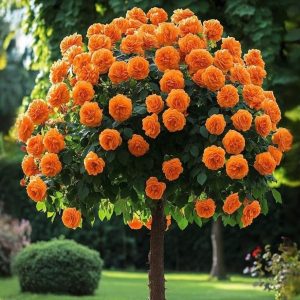 Роза Солнечный Шарм купить по цене от 349р. в интернет-магазине «Посадика» с доставкой почтой в в Муравленкое и по всей России – [изображение №1].