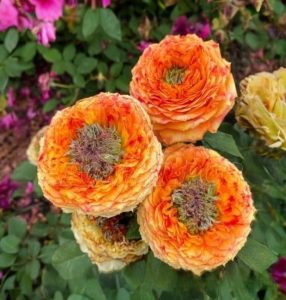 Роза Золотой Мираж купить по цене от 420р. в интернет-магазине «Посадика» с доставкой почтой в в Муравленкое и по всей России – [изображение №1].