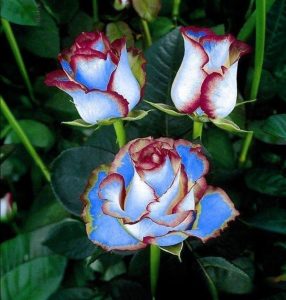 Роза Сафайер Пэтл купить по цене от 450р. в интернет-магазине «Посадика» с доставкой почтой в в Муравленкое и по всей России – [изображение №1].